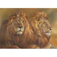 Male Lions Puzzle 1000 pieces